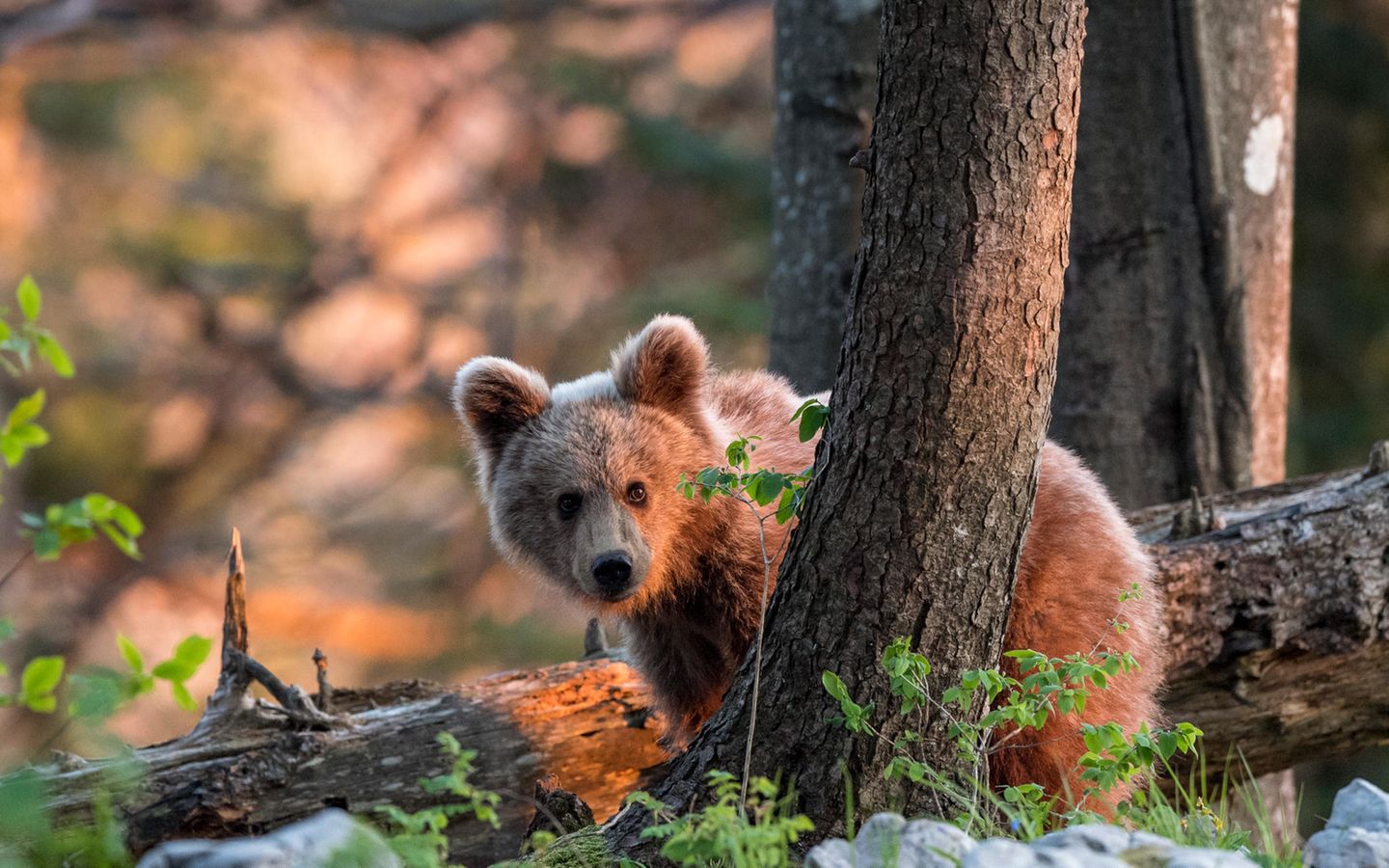 Braunbär Bear 32 cm ! brauner Bär Tierfigur Poly Animal Figur,Neu 