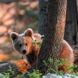 Wilder Bär, Slowenien