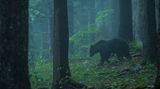 Wilder Bär, Slowenien
