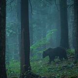 Wilder Bär, Slowenien