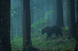 Wilder Bär, Slowenien
