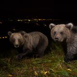 Wilde Bären, Slowenien