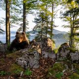 Wilder Bär, Slowenien