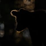 Wilder Bär, Slowenien