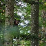 Wilder Bär, Slowenien