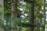 Wilder Bär, Slowenien