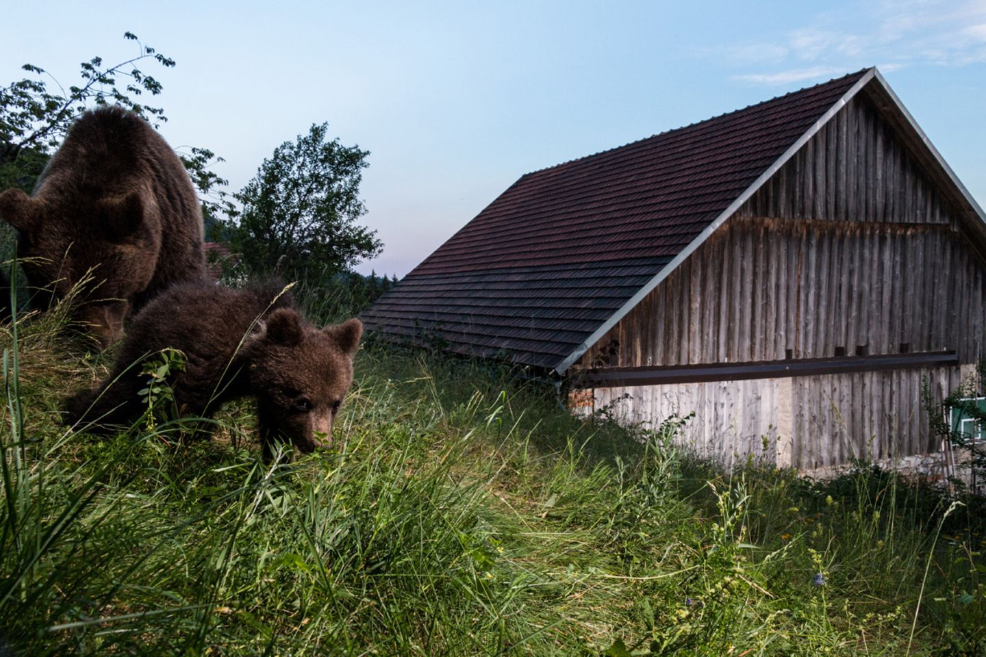 Wilde Bären, Slowenien