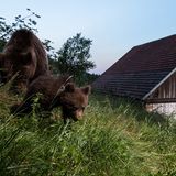 Wilde Bären, Slowenien
