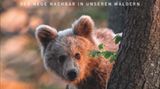 Unter wilden Bären