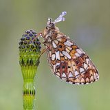 Braunfleckigen Perlmuttfalter