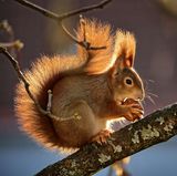 Eichhörnchen mit Nuss