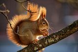 Eichhörnchen mit Nuss