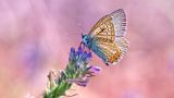 Schmetterling