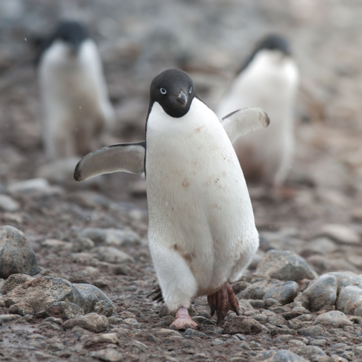 Pinguin beine