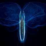 World Press Photo 2019