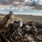 World Press Photo 2019