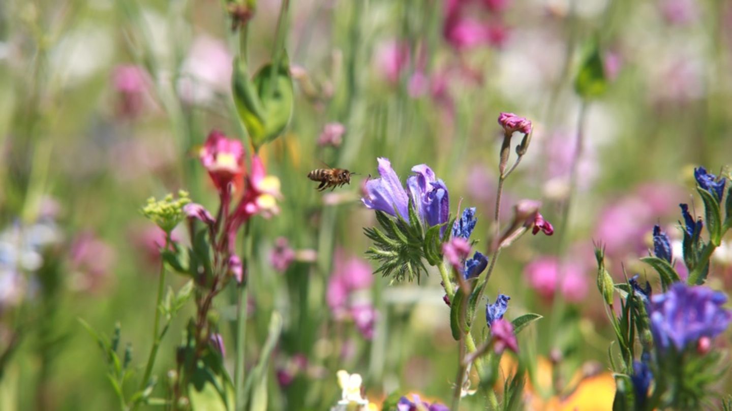 Wildblumenwiese anlegen: So gelingt das Insektenparadies - [GEO]