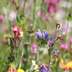 Wildblumenwiese