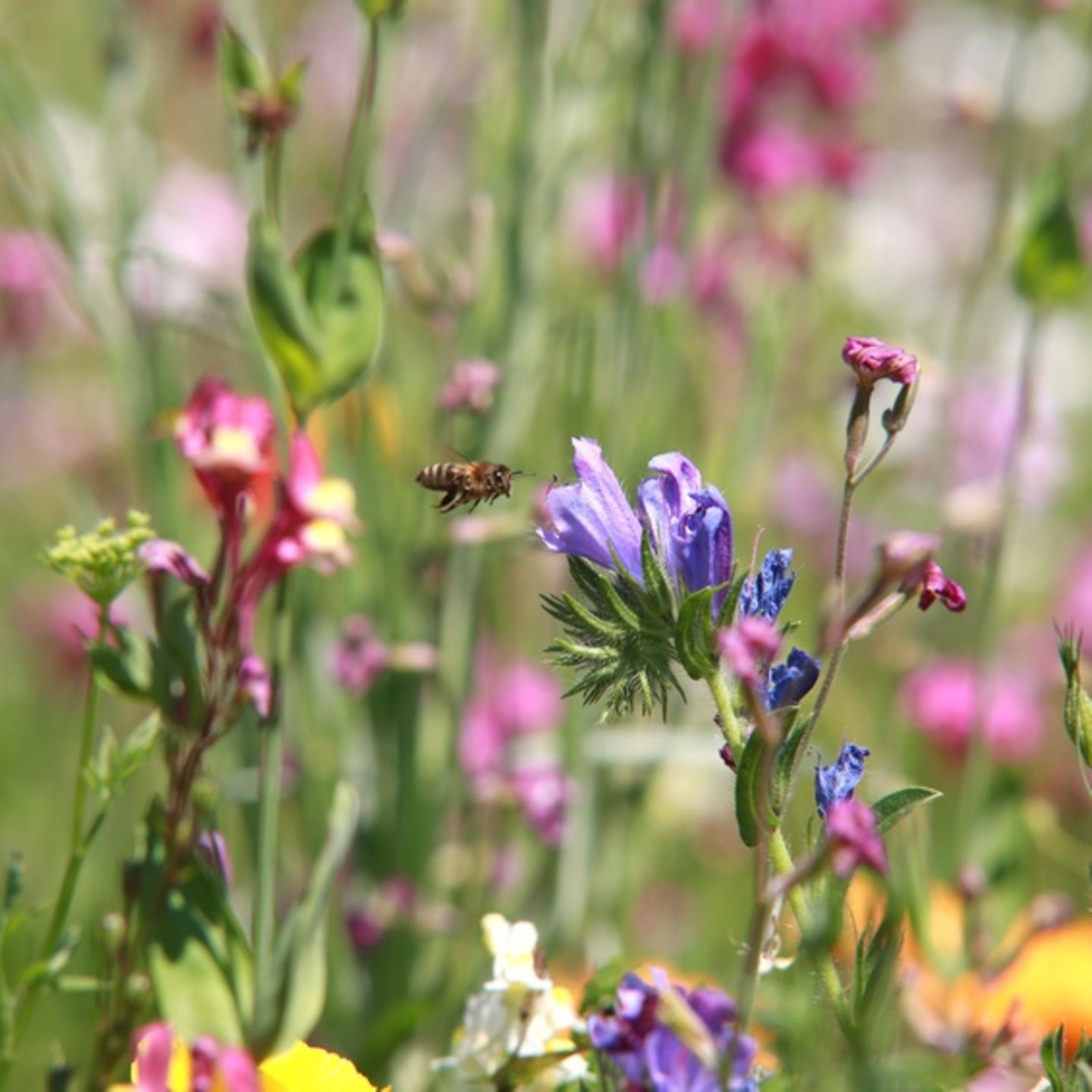 Wildblumenwiese anlegen: So gelingt das Insektenparadies - [GEO]