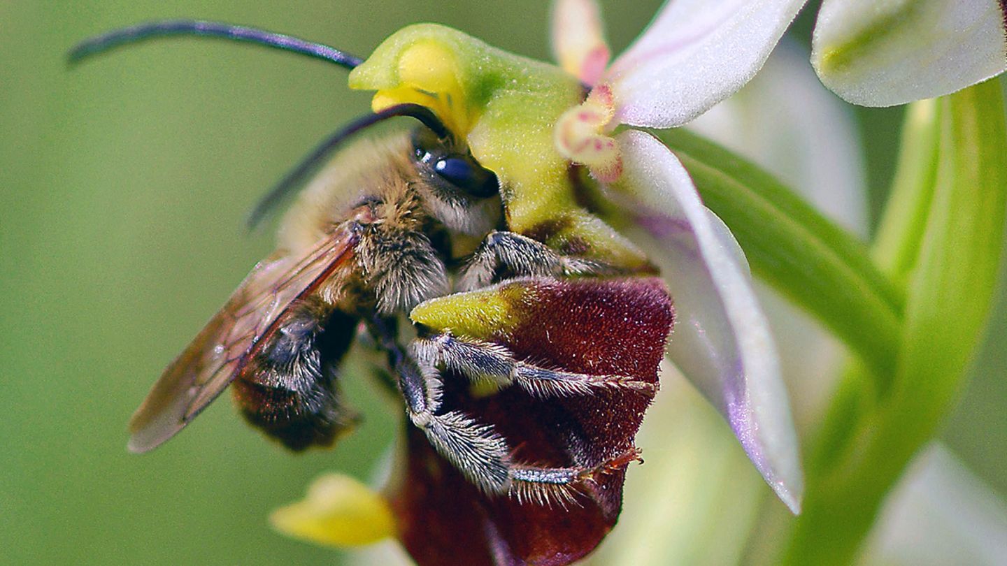 Naturfilmer Jan Haft Wiesen Waren Eigentlich Leicht Zu Retten Geo