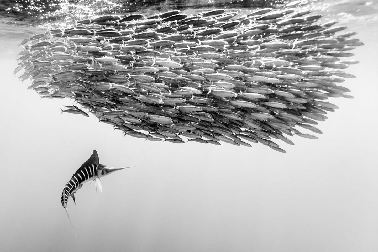 Sony World Photo 2019