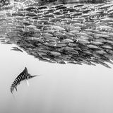 Sony World Photo 2019