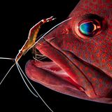 Sony World Photo 2019