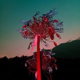 Sony World Photo 2019