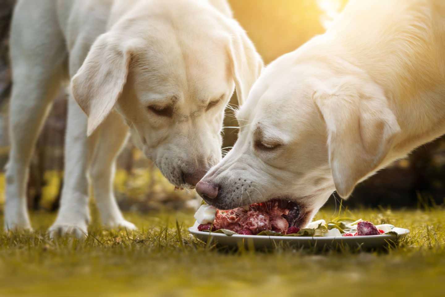 Labradore beim Fressen