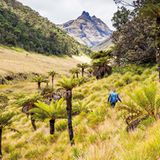 Mystisches Grasland im Hochland von Papua-Neuguinea