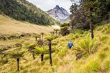 Mystisches Grasland im Hochland von Papua-Neuguinea