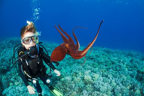 Junge betrachtet einen Oktopus