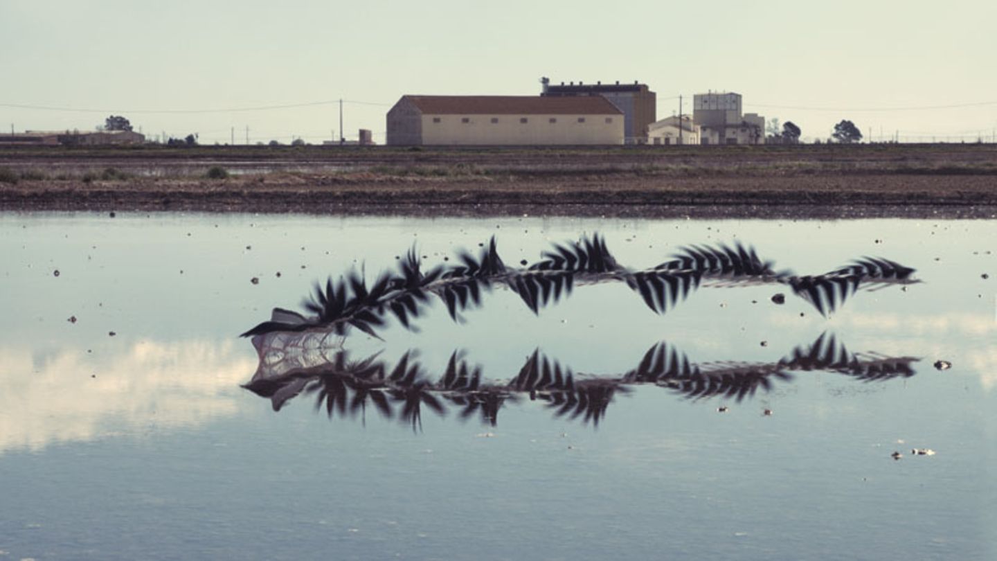 Xavi Bou - Ornitographies