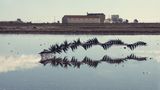 Xavi Bou - Ornitographies