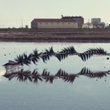 Xavi Bou - Ornitographies