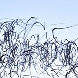 Xavi Bou - Ornitographies