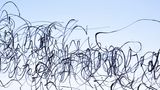 Xavi Bou - Ornitographies