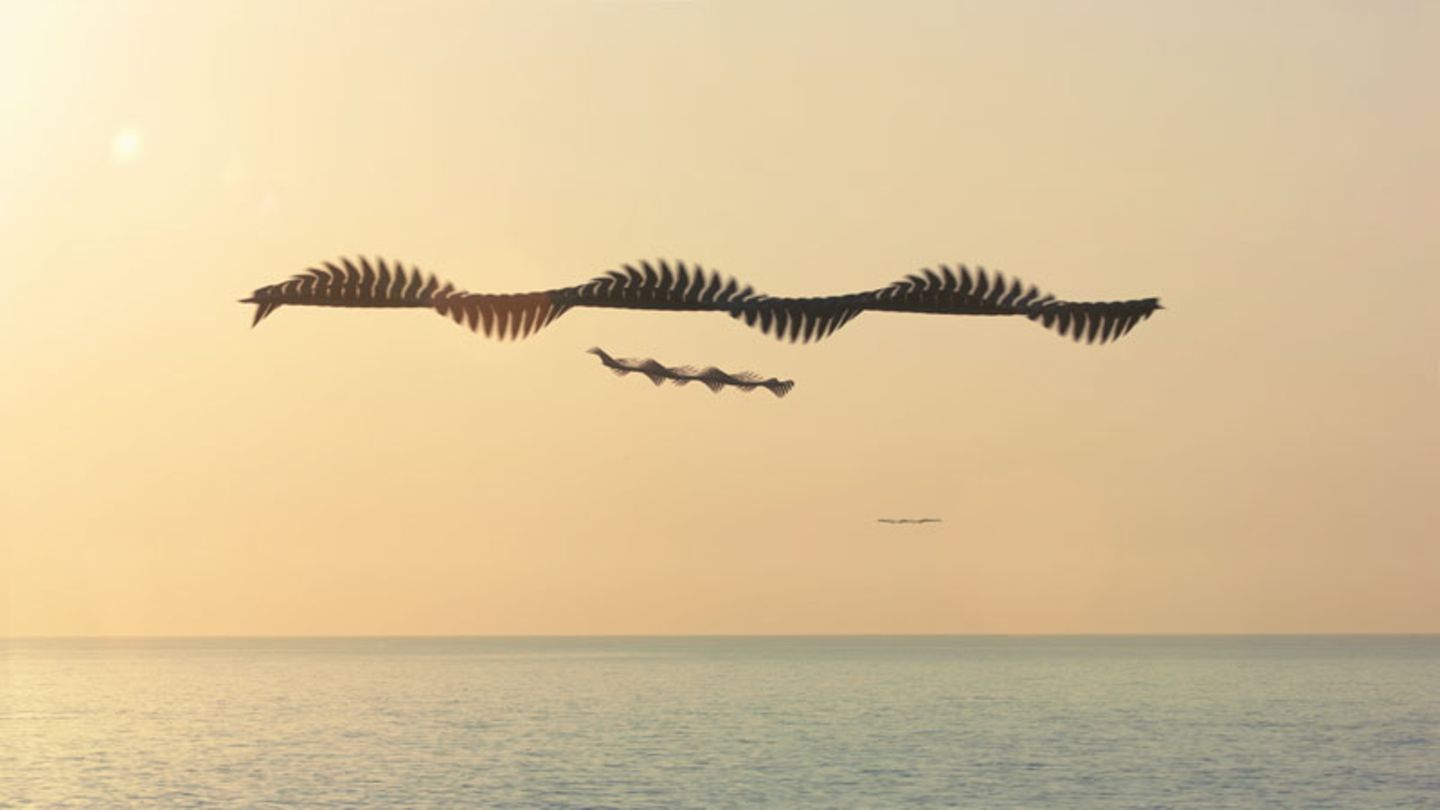 Xavi Bou - Ornitographies