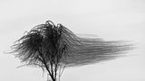 Xavi Bou - Ornitographies