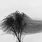 Xavi Bou - Ornitographies