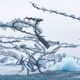 Xavi Bou - Ornitographies