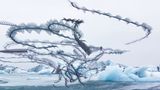 Xavi Bou - Ornitographies