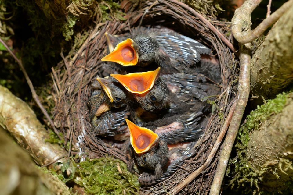 Junge Amseln im Nest