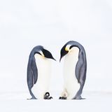 Stefan Christmann  - Kaiserpinguine zeigen Brut