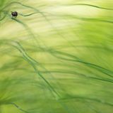 Sebastian Vogel - Eine Fliege im Schachtelhalm