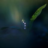 Heinz Buls  - Maiglöckchen, Illerauwald