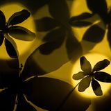 Daniela Graf - Buschwindröschen-Fantasie