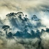 Florian Smit - Regenwald