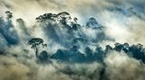 Florian Smit - Regenwald