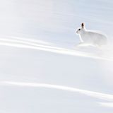 Hermann Hirsch - Weißer Blitz, Schneehase, Schottland